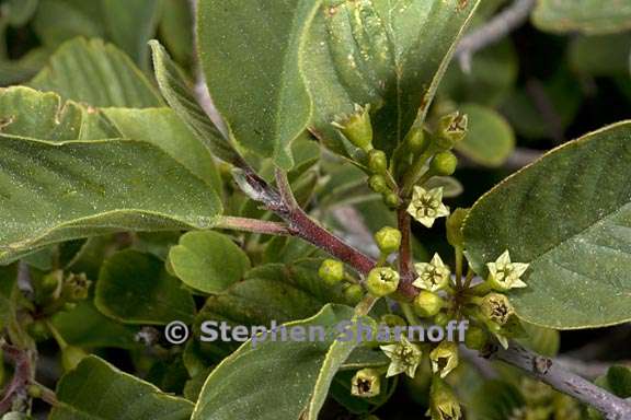 frangula rubra ssp yosemitana 1 graphic